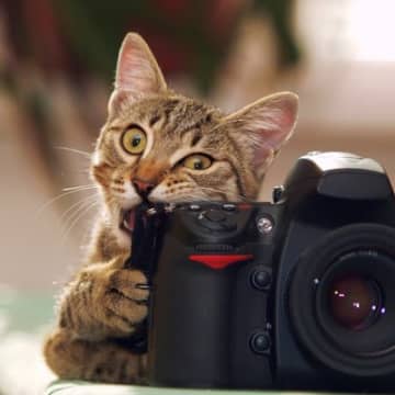 数々の作品展が開催され、テレビにまで出演した「天才カメラマン猫」　米国