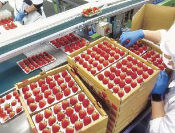 苫東ファーム／クリスマスに向け冬イチゴの収穫が最盛期