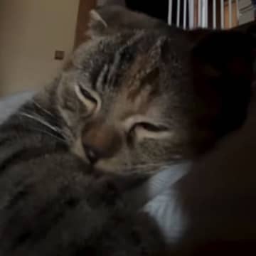 体調不良で寝ていると、『心地よい音』が聞こえてきて→目を開けたら、『子猫』が…尊すぎる瞬間が195万再生「嬉しい重みｗ」「セラピー猫」