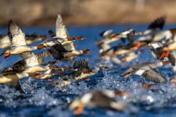 進化した多段トルクが超望遠による動物撮影を支える[Sponsored]