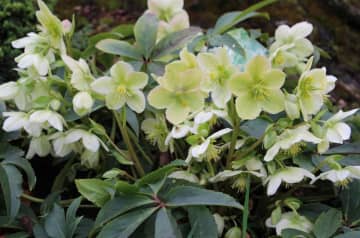 12月19日の花とは？【366日の誕生花と幸せの花言葉】