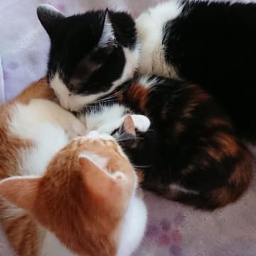 先住猫に威嚇されていた保護猫！1カ月後の寄り添う姿からわかる心理を獣医師に聞いてみた