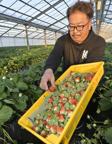 Xマスへ味に太鼓判　行方のイチゴ　茨城
