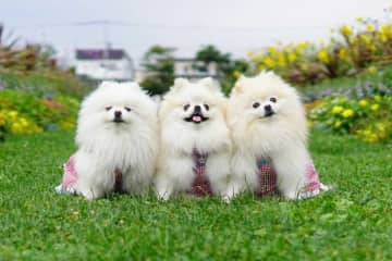 「だいぶくつろいでますね」　愛犬にソファをプレゼントした結果→見事にシンクロする3匹に悶絶