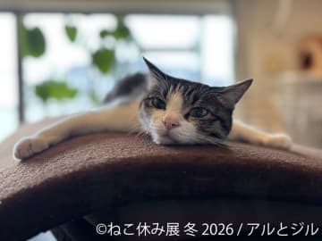 “猫の日”限定企画も実施♪累計200万人動員の人気イベント『ねこ休み展』1/23～開催　初公開の新作や限定グッズが満載　『ねこ休み展』常連の人気猫のほか、今回デビューの新たなスター猫も登場！