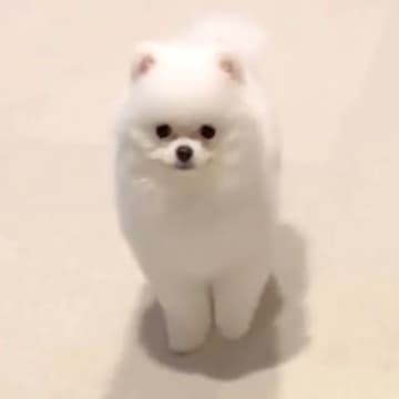 小さな子犬に『オスワリ』と指示してみた結果→まさかの『下手すぎる光景』があまりにも可愛いと16万再生「クセ強めで草」「すすすーっとｗ」