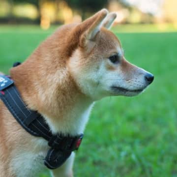 犬が飼い主に『そっけない反応』をみせる心理5つ　嫌われてるの？冷たい態度をみせてきたときの接し方まで