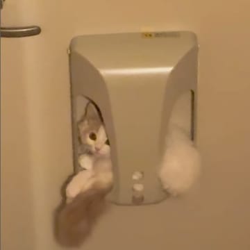 いないと思ったら…消えた子猫を探していた飼い主さん、まさかの場所で発見「おとどけものですミャ」