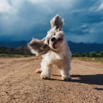 犬が『嫌な気持ち』のときにみせる行動５選　意外な仕草や嫌悪感を抱かせないためにすべきことまで