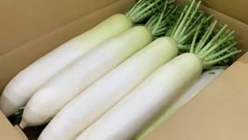 【徳島県鳴門市】宿泊費ゼロで２週間のお試し暮らし！潮風感じる海辺で特産品「青首だいこん」の農業バイト体験してみませんか？