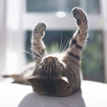 猫にとって『日向ぼっこ』が欠かせない理由3つ　心身にもたらす良い影響や注意すべきポイントも解説