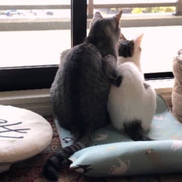 猫が「大好き」を伝える瞬間とは？しぐさに隠された愛情サイン