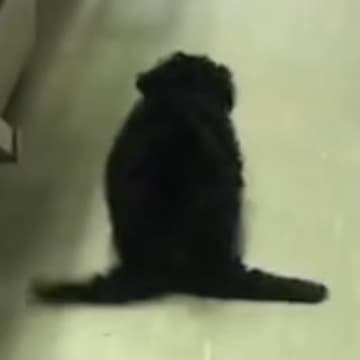 後ろ足が動かず『ペンギンのように歩く子犬』→医師からは『歩けない』と言われ…思わず涙する『奇跡の光景』に反響「頑張ったね」「見違えた」