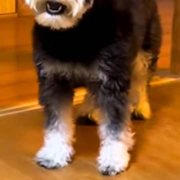 犬の前で初めて『パック』をした飼い主→見た瞬間に…警戒しすぎた『まさかの表情』が3万再生「まさに開いた口が塞がらないｗ」「可愛すぎ」