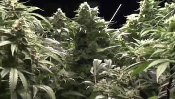 トランプ氏が大麻規制“緩和”の大統領令に署名…医療目的で娯楽用認めない姿勢強調　現在はヘロインと並ぶ最も危険性高い薬物に分類