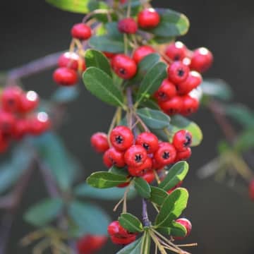 「サンザシ」は油物の消化をサポートして重い胃腸をすっきりさせる【時間栄養学的「気になる食品」】