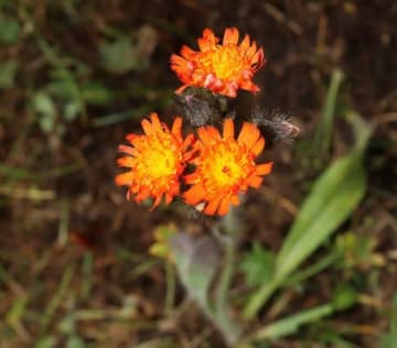 中国で初めてキク科の「コウリンタンポポ」を確認―新疆ウイグル自治区
