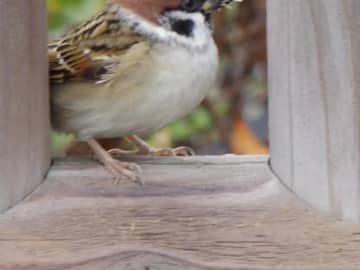 「お一人さま一席でお願いします」　お行儀よくスズメが並んでいた場所は？