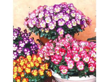 【50代・60代】庭やベランダを華やかに！花苗・園芸資材・バスケットなどのガーデニングアイテムも「Amazonタイムセール」で