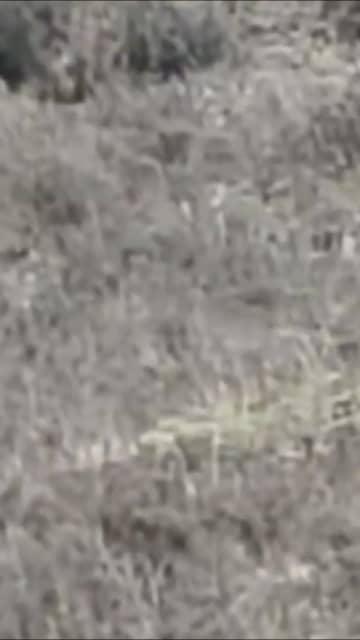 祁連山にアルビノのアカシカが出現　中国甘粛省