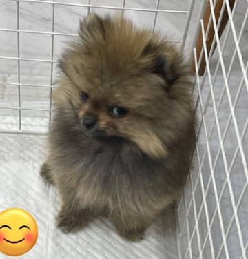 初対面で“鋭い視線”を向けていたポメラニアンの子犬　2年後、ニコニコ笑顔が可愛いコに成長！