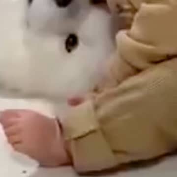 男の子が生まれた時から『大型犬に見守られながら育った』結果→まさかの場所で眠る光景が100万表示「特等席」「一番良い場所」と絶賛続々