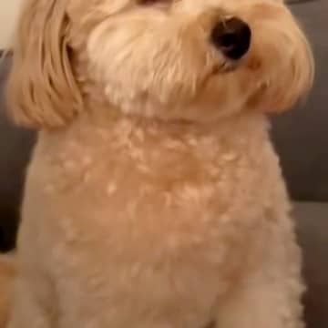 喧嘩中、仲裁しにきた犬→眠たくなりすぎて…仲直りするしかない『予想外の光景』が28万再生「喧嘩どうでもよくなるｗ」「撮影会始まっちゃう」