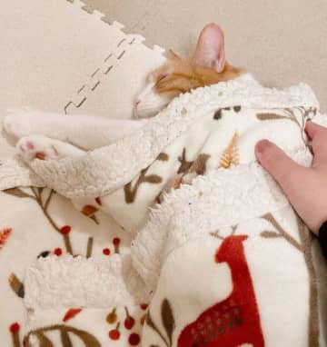 冗談半分で寝かしつけたら本当に寝ちゃった!?　“赤ちゃん”みたいに眠る元野良猫の寝顔がたまらない