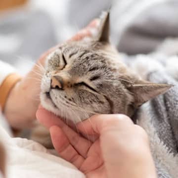 猫が『不妊手術』を受けると起こりうる変化5つ　飼い主が注意すべきことまで
