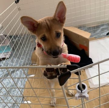 警戒心の強かった保護子犬を迎えて4年　家族と信頼を育み“かけがえのない相棒”に！