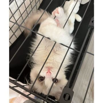 ケージにしがみつく姿が可愛いラグドールの子猫　1才で“もっふり”と大きく成長した姿にほっこり！