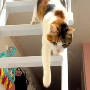 帰宅したら、ロフトで寝ていた猫が…あまりにも愛おしい『おかえりなさいの光景』に反響「鳴いてる！」「ちゃんとお帰り～って来てくれるんだね」