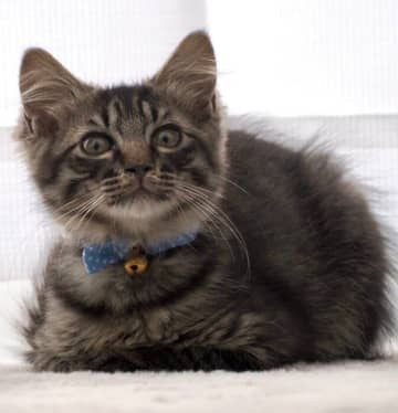 ひざの上で寝転がってくれた元保護子猫をお迎え→現在は「ひざの上で一緒に野球観戦する」のが日課に