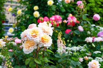 ガーデニング初心者必見！香り豊かで美しい【歴史的名花バラ】の選び方と魅力