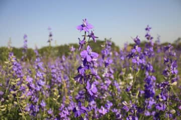 12月20日の花とは？【366日の誕生花と幸せの花言葉】