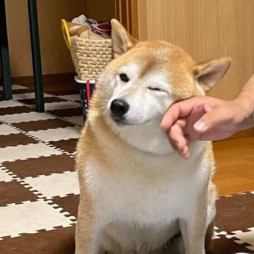 シニア犬の冬の体調管理でできること　寒さ対策、運動は？