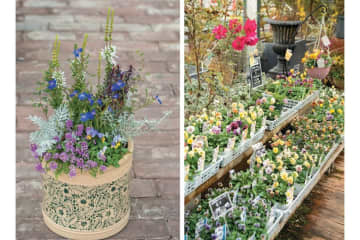 YouTubeが大人気【オニちゃん】直伝！寒さに負けない寄せ植えの作り方とは？