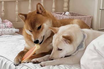「価値観すごくてびっくりする」　柴犬が座ったまさかの場所　飼い主も理由がわからない不思議な光景に12万“いいね”　「互いにどんな感情なのか気になる」
