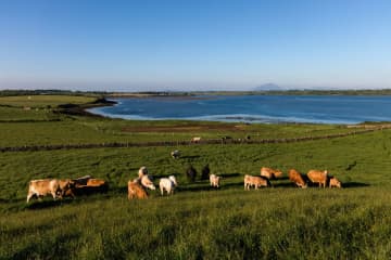 持続可能性に支持高まるアイルランド産牛肉 対日輸出10年で11倍増、高品質の牧草牛を安定供給