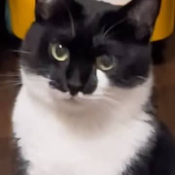 ふとネコを見たら、『まさかの座り方』をしていて…飼い主爆笑の光景に「カエルに見えてきたｗ」「初めて見る姿勢ｗ」とSNSで反響