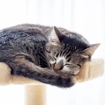 愛猫が『余命宣告』を受けた…飼い主がすべきこと4つ　悔いのない最期を迎えるための心得とは