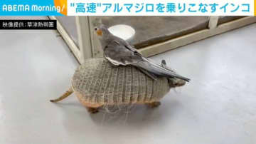 “高速”アルマジロを乗りこなすインコ “珍しいコラボ”に飼育員が絶賛「予想以上のほっこりシーンが撮れた！」
