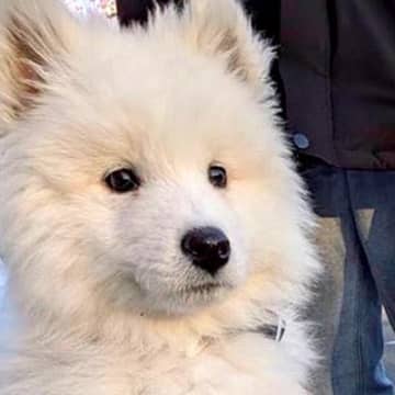 散歩デビューした子犬→道中、先輩犬に吠えられてしまい…咄嗟に見せた『尊い行動』に12万いいね集まる「大きいのにバブみが深い…」と悶絶