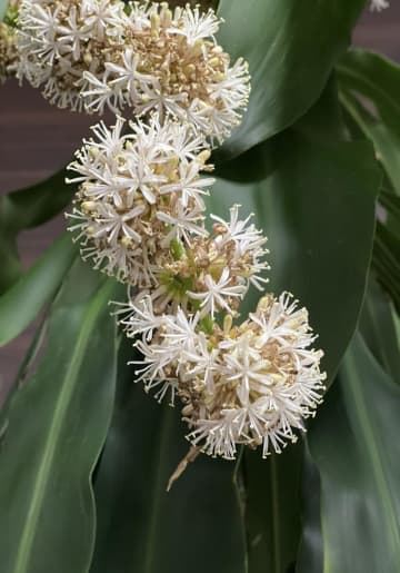 「幸福の木」咲いた！！　ドラセナ初開花にびっくり　香取栗源病院　職員「咲くこと自体知らなかった」