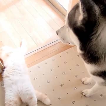 子猫が倒れて動かなくなった結果→事態を察したハスキー犬が…愛に溢れた『尊すぎる行動』が112万再生「自分の子だと思ってる」「癒された」