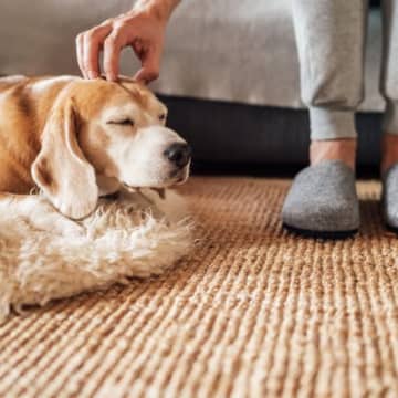 犬を『撫でてはいけない』タイミング６選　スキンシップがNGな理由や考えられるリスクまで