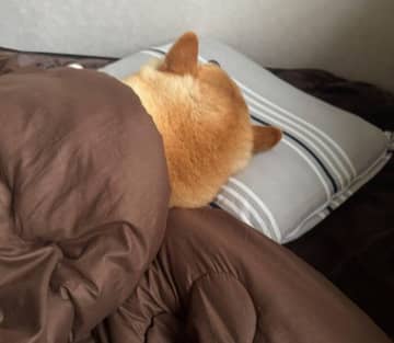 枕を器用に使いこなして眠る柴犬が可愛すぎる！　“飼い主の枕で眠る姿”から読み取れる心理は？｜獣医師解説