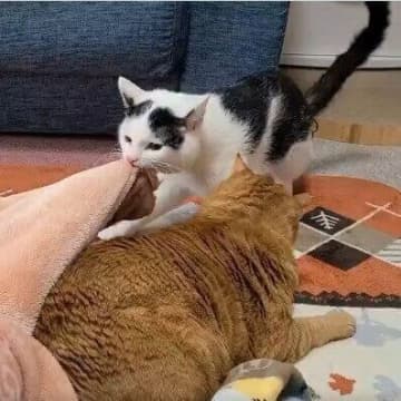 猫が“優しさ”に見える行動をする理由！ 一生懸命毛布を引っ張る猫と待つ猫の関係性を聞いてみた