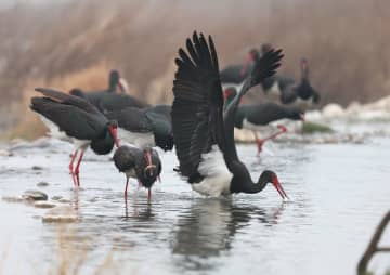 環境改善で多くのナベコウが飛来　中国河北省井陘県