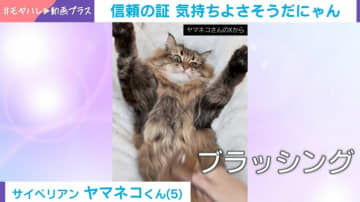 猫が仰向けでばんざ～い！ ブラッシングされるがままの「信頼を感じる」姿に癒される人続出